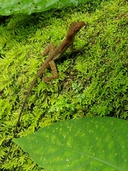 Anolis polylepis