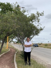 Maytenus phyllanthoides