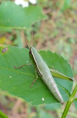 Aptenopedes