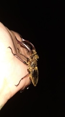Lucanus mearesii