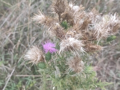 Cirsium vulgare vulgare