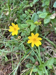 Bidens mitis