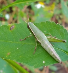 Aptenopedes