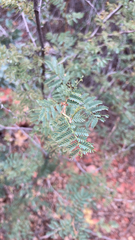 Mimosa aculeaticarpa