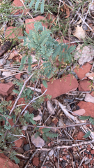 Mimosa aculeaticarpa