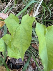 Calystegia silvatica
