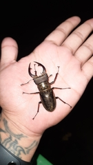 Lucanus mearesii