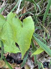 Calystegia silvatica