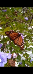 Danaus erippus