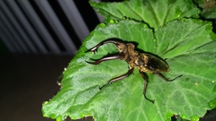 Lucanus mearesii