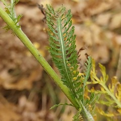 Achillea millefolium