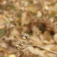 Achillea millefolium