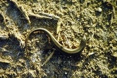 Heremites vittatus