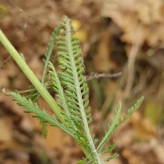 Achillea millefolium