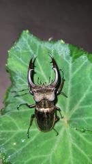 Lucanus mearesii
