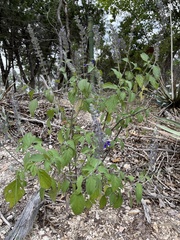 Salvia farinacea