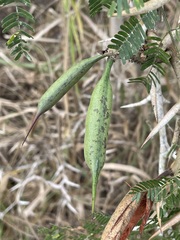 Vachellia cornigera