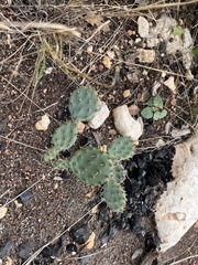 Opuntia macrorhiza
