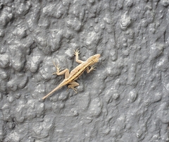 Anolis sagrei
