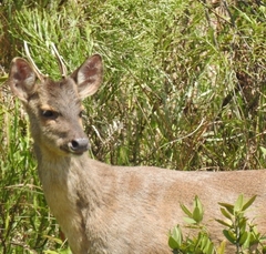 Mazama gouazoubira