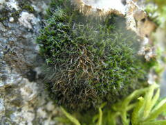 Grimmia muehlenbeckii