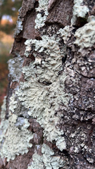 Flavoparmelia caperata