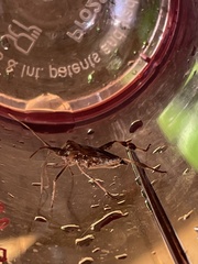 Coreoidea