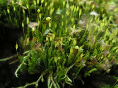 Racomitrium microcarpon