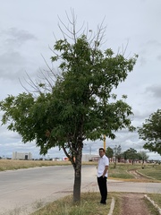 Ceiba speciosa