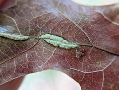 Macrodiplosis qoruca