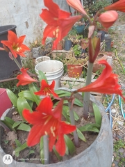 Hippeastrum hybridum
