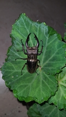 Lucanus mearesii