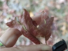 Macrodiplosis qoruca