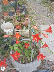 Hippeastrum hybridum