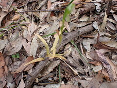 Pterostylis longifolia