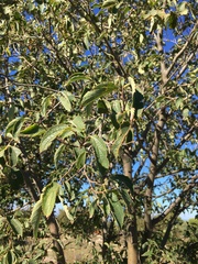 Celtis australis