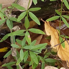 Cruciata glabra