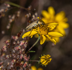 Chauliognathus misellus