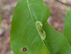 Phyllonorycter
