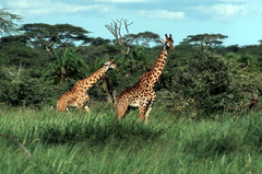 Giraffa camelopardalis tippelskirchi