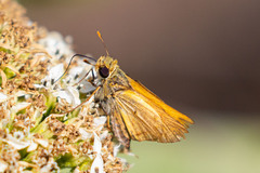 Copaeodes aurantiaca