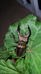 Lucanus mearesii