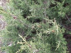 Juniperus phoenicea