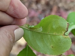 Phyllonorycter