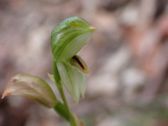 Pterostylis longifolia
