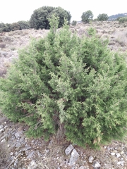 Juniperus phoenicea