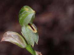 Pterostylis longifolia