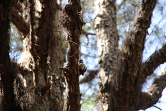 Dendrocopos major canariensis