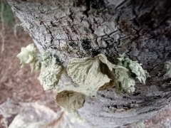 Ramalina sinensis