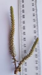 Chenopodiopsis hirta